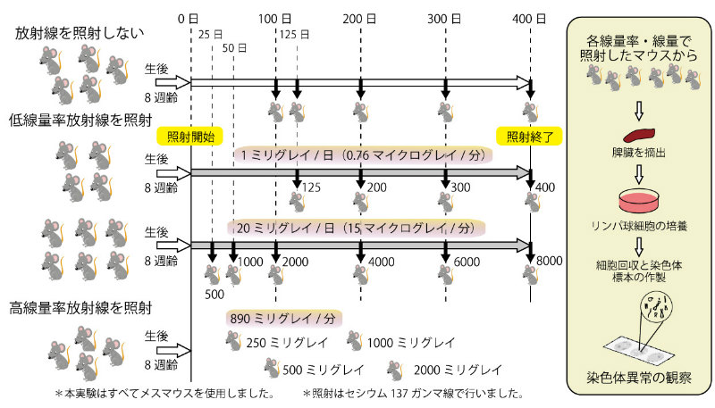 画像：マウスを使った染色体異常頻度を調べる実験（イメージ）