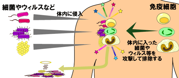 画像：免疫機能の仕組み