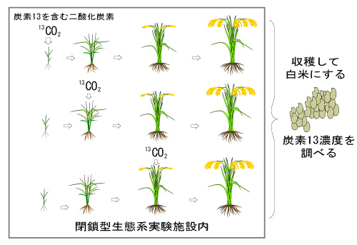 画像：作物(稲)への炭素移行