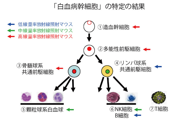 画像：「白血病幹細胞」の特定の結果