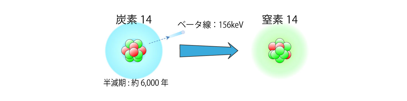 画像：炭素14から窒素14への変化