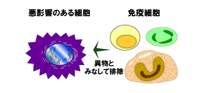 画像：免疫のメカニズム