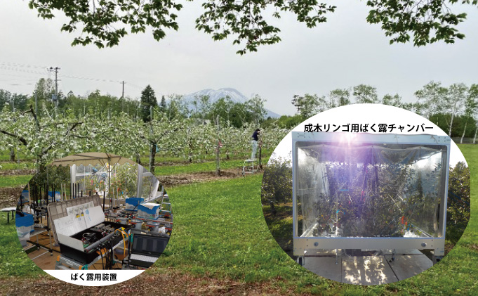 画像：青森県及び周辺地域の主要農作物であるナガイモを対象にした放射性セシウムの調査の様子