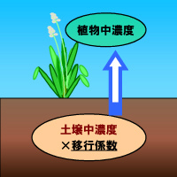 画像：土壌から牧草への放射性物質の吸収イメージ