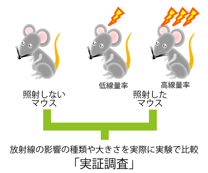 低線量率放射線被ばく影響の実証調査