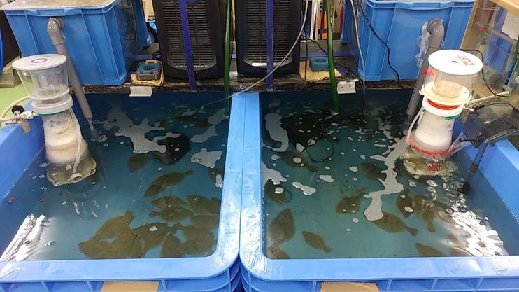 水産物（ヒラメ、メバル）への移行・残留に関する調査：ヒラメやメバルへの移行・残留を調査するため、室内での飼育実験を行っています。