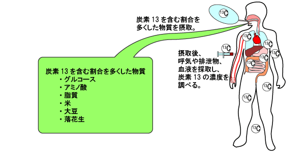 画像：体内に取り込まれた炭素13のイメージ