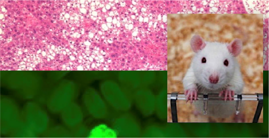 調査のイメージ写真：背景に細胞組織の画像と右側1/3に実験用マウスの写真