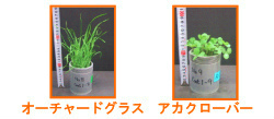 画像：2種類の牧草を用いて栽培実験