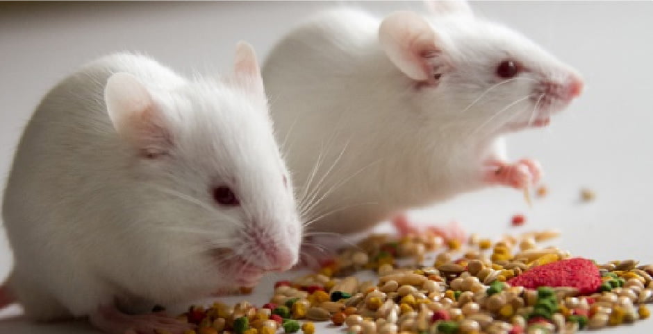 調査のイメージ写真：実験用マウス2匹がエサを食べている画像
