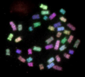 画像：マウスの正常な染色体