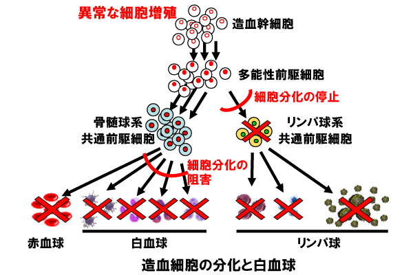 画像：造血細胞の分化と白血球