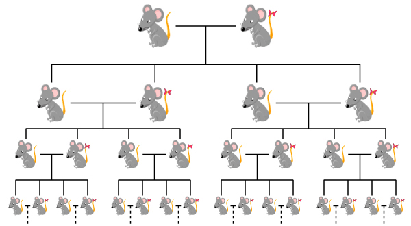 画像：改良された近交系マウスの図