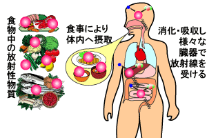 画像：食物中に含まれる放射性物質からの放射線のイメージ